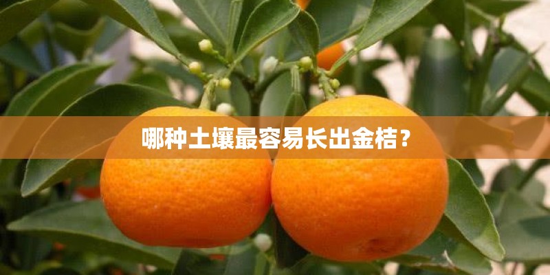 哪种土壤最容易长出金桔？