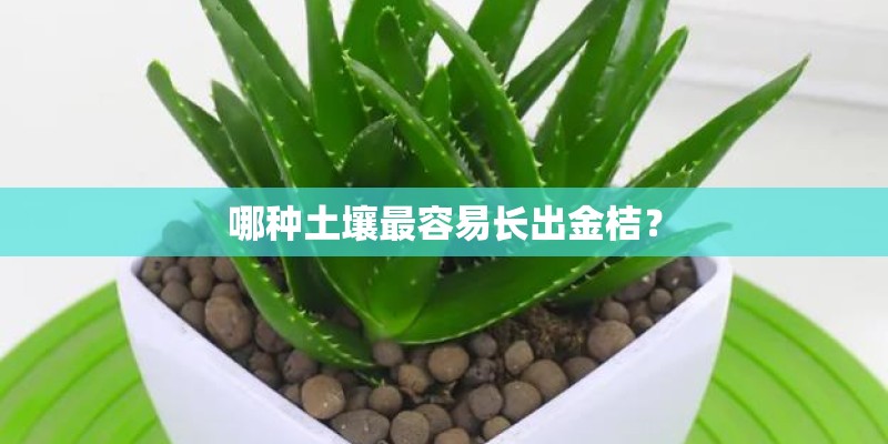 哪种土壤最容易长出金桔？