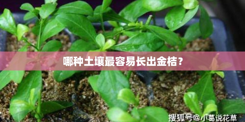 哪种土壤最容易长出金桔？