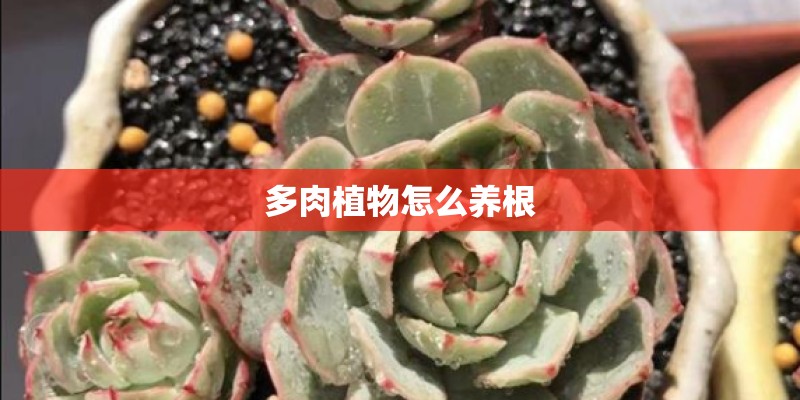 多肉植物怎么养根