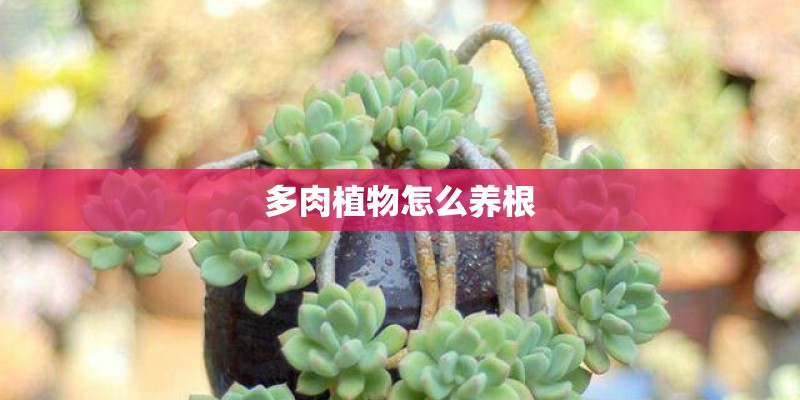 多肉植物怎么养根