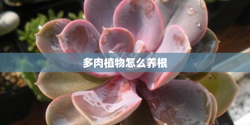 多肉植物怎么养根