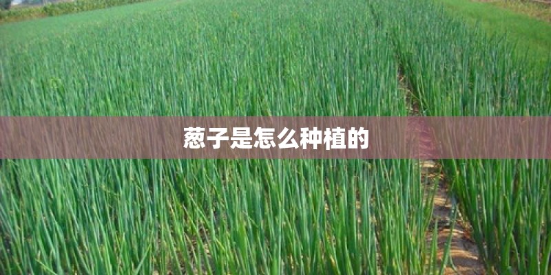 葱子是怎么种植的
