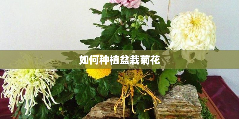 如何种植盆栽菊花