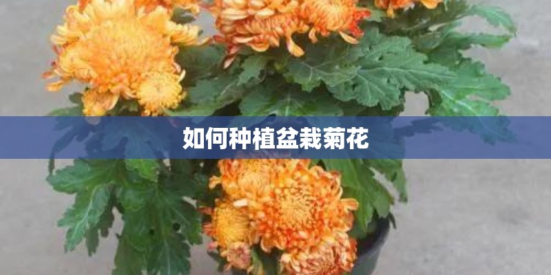 如何种植盆栽菊花