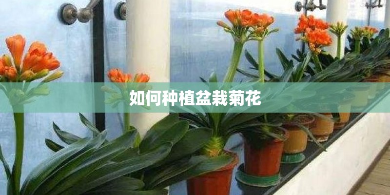 如何种植盆栽菊花