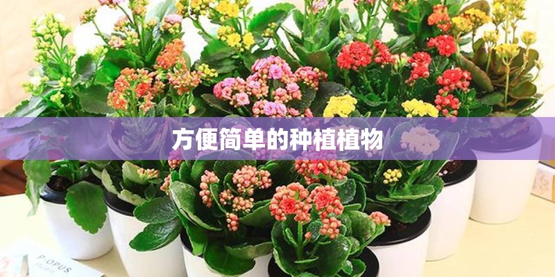 方便简单的种植植物