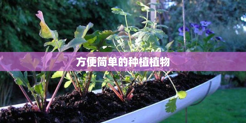 方便简单的种植植物