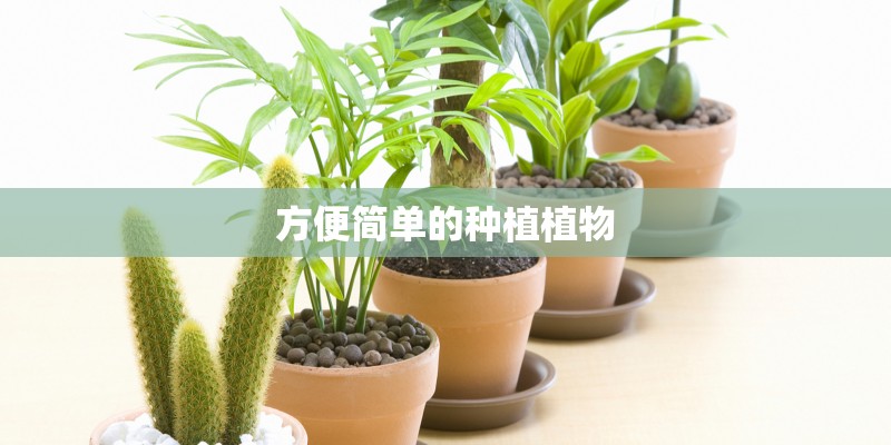 芹芽怎么种植技术_1