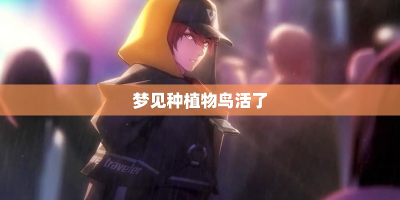 梦见种植物鸟活了