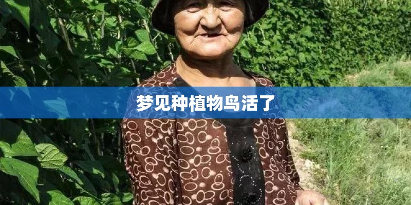 梦见种植物鸟活了