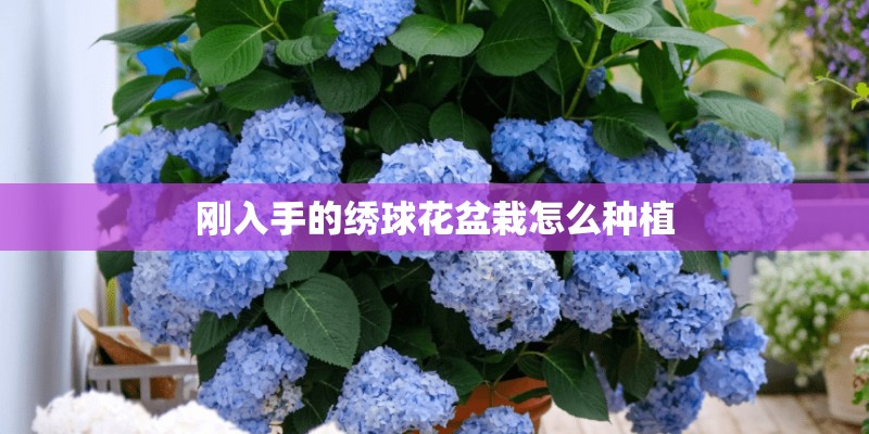 刚入手的绣球花盆栽怎么种植