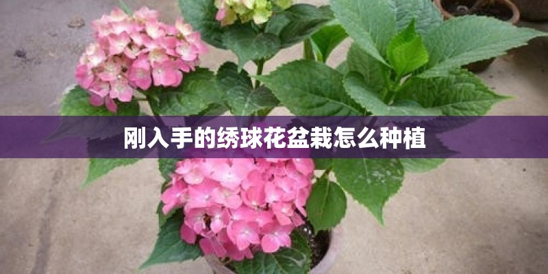 刚入手的绣球花盆栽怎么种植 刚入手的绣球花盆栽怎么种植