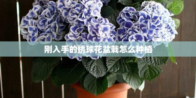 刚入手的绣球花盆栽怎么种植 刚入手的绣球花盆栽怎么种植