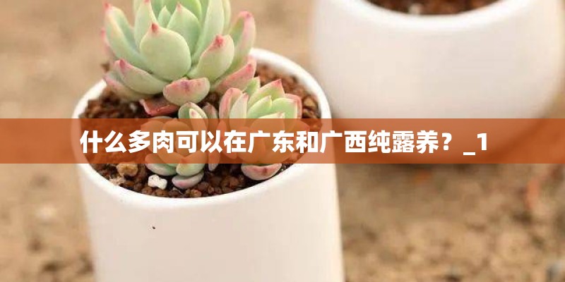 什么多肉可以在广东和广西纯露养？_1