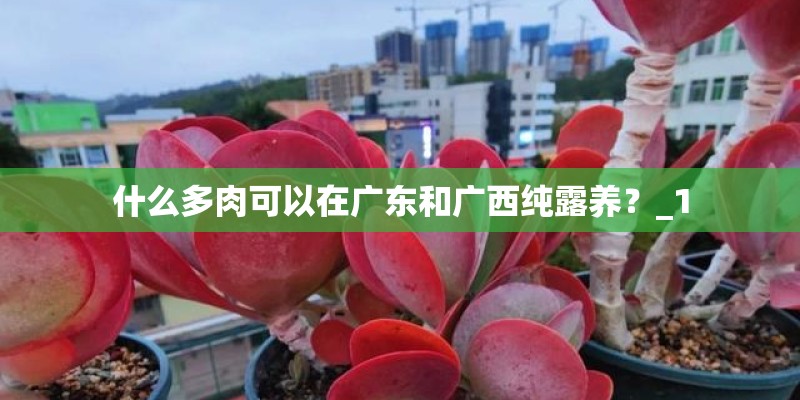 什么多肉可以在广东和广西纯露养?_1 什么多肉可以在广东和广西纯露养?_1