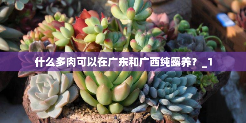 什么多肉可以在广东和广西纯露养?_1 什么多肉可以在广东和广西纯露养?_1
