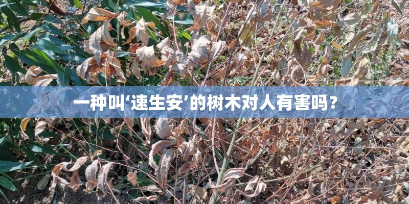 一种叫‘速生安’的树木对人有害吗？