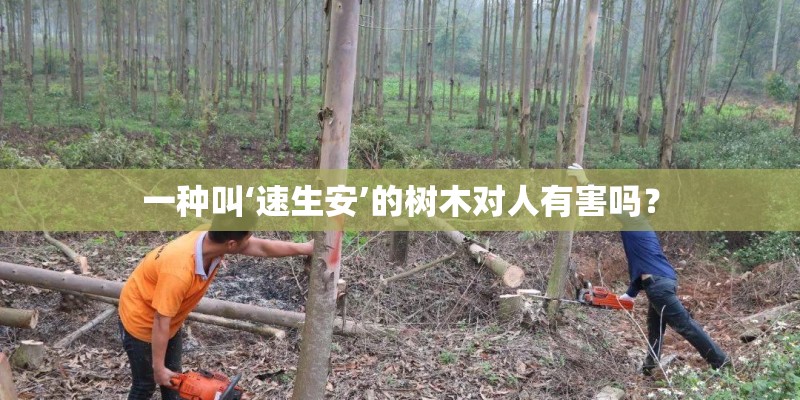 一种叫‘速生安’的树木对人有害吗？