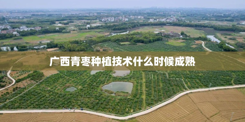 广西青枣种植技术什么时候成熟 广西青枣种植技术什么时候成熟