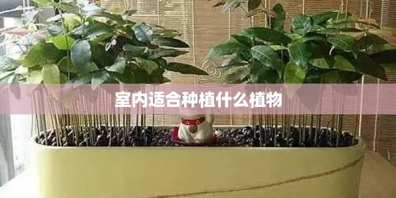 室内适合种植什么植物 室内适合种植什么植物