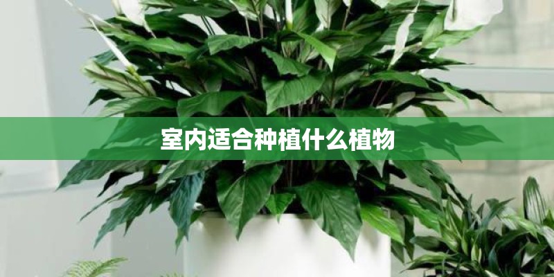 室内适合种植什么植物 室内适合种植什么植物