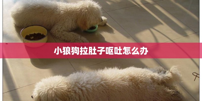 小狼狗拉肚子呕吐怎么办