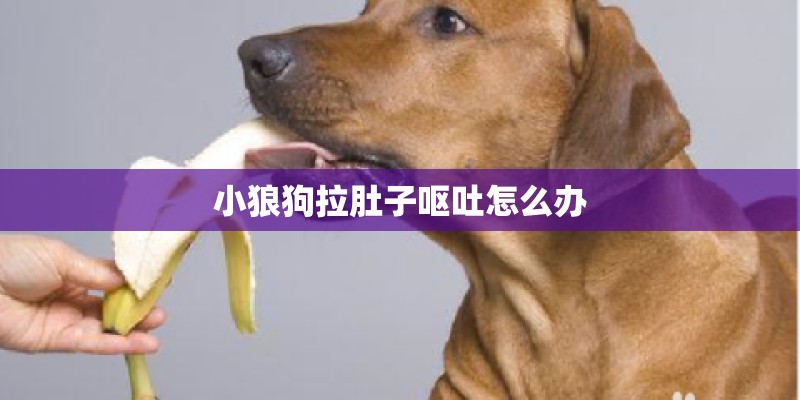 小狼狗拉肚子呕吐怎么办 小狼狗拉肚子呕吐怎么办