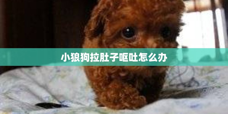 小狼狗拉肚子呕吐怎么办 小狼狗拉肚子呕吐怎么办