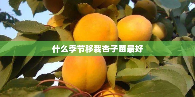 什么季节移栽杏子苗最好