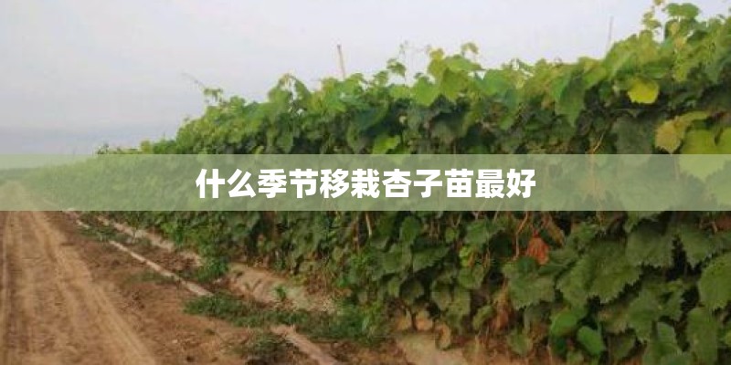 什么季节移栽杏子苗最好