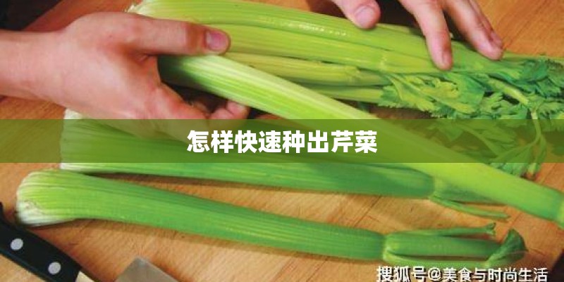 怎样快速种出芹菜