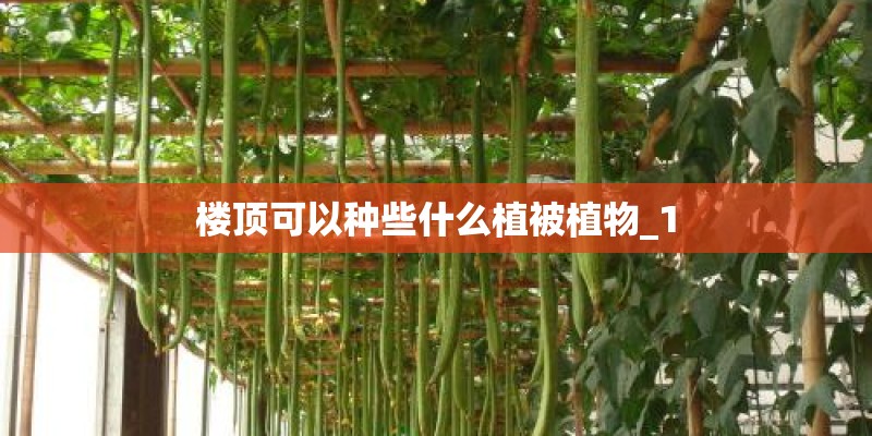 楼顶可以种些什么植被植物_1