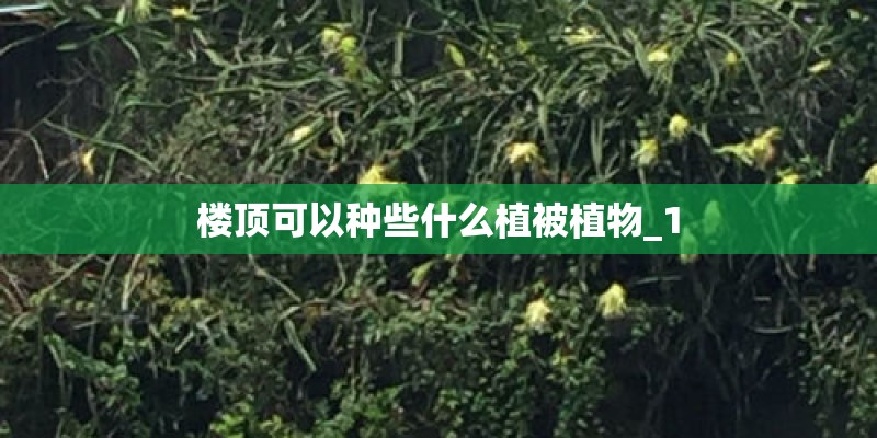 楼顶可以种些什么植被植物_1 楼顶可以种些什么植被植物_1