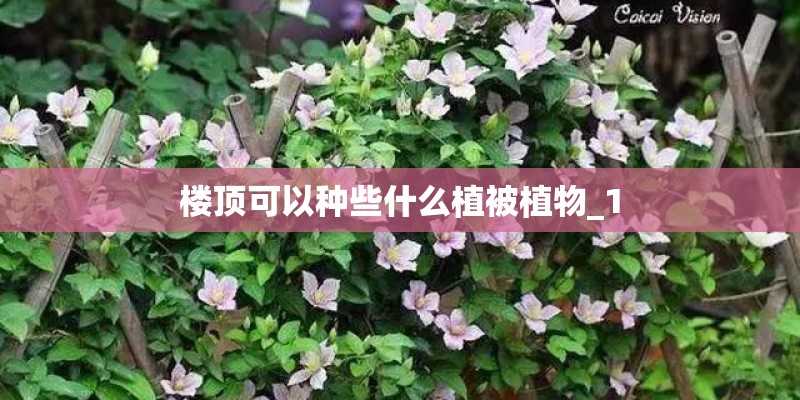 楼顶可以种些什么植被植物_1 楼顶可以种些什么植被植物_1