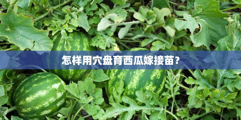 怎样用穴盘育西瓜嫁接苗？