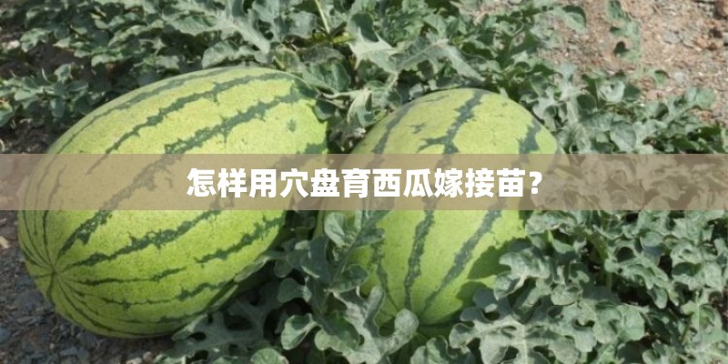 怎样用穴盘育西瓜嫁接苗？