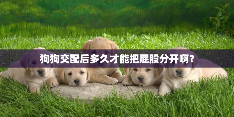 狗狗交配后多久才能把屁股分开啊？