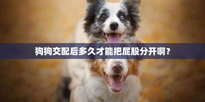 狗狗交配后多久才能把屁股分开啊？