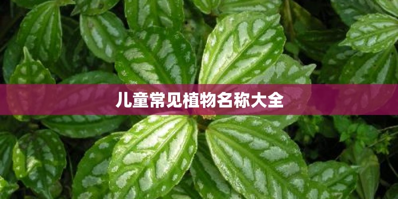 儿童常见植物名称大全
