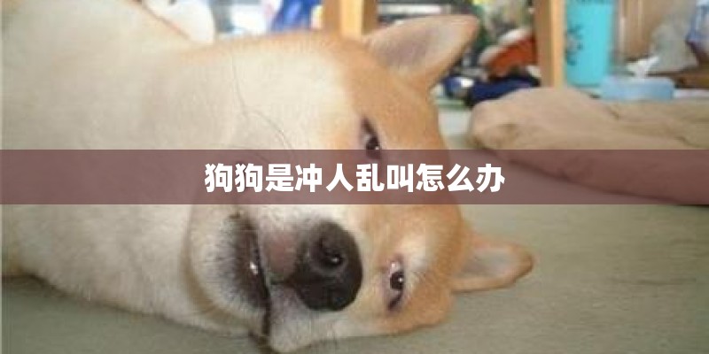 狗狗是冲人乱叫怎么办