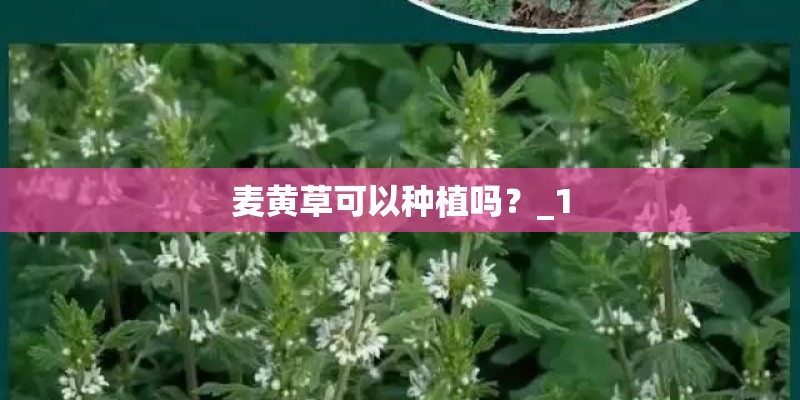 麦黄草可以种植吗？_1