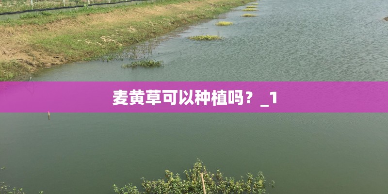 麦黄草可以种植吗?_1 麦黄草可以种植吗?_1