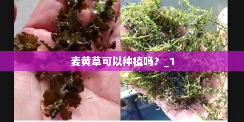 麦黄草可以种植吗?_1 麦黄草可以种植吗?_1