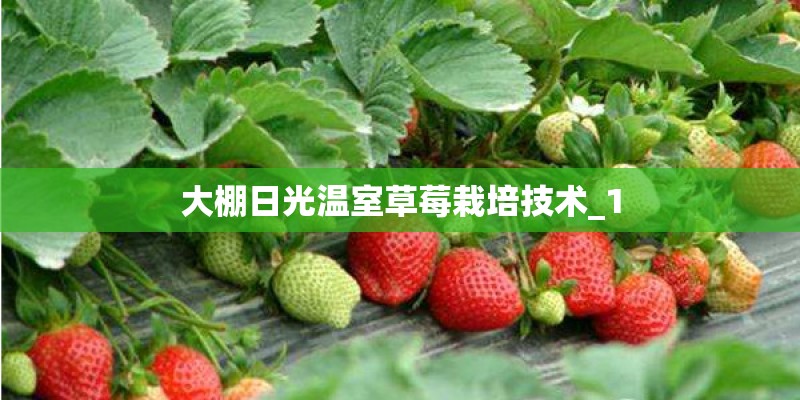 大棚日光温室草莓栽培技术_1