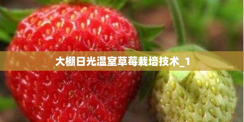 大棚日光温室草莓栽培技术_1
