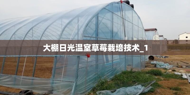 大棚日光温室草莓栽培技术_1