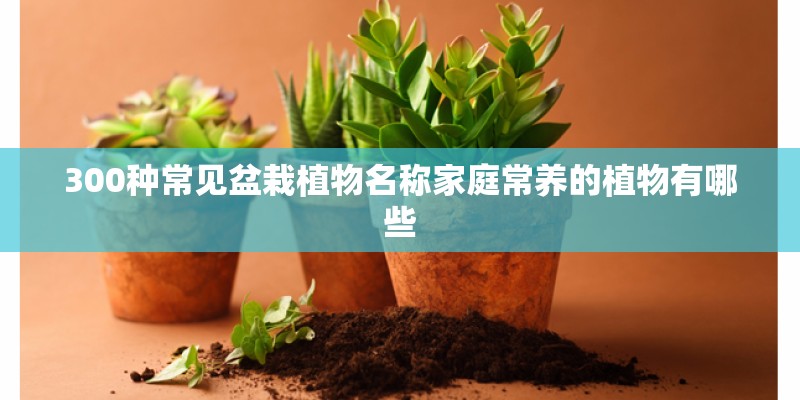 300种常见盆栽植物名称家庭常养的植物有哪些
