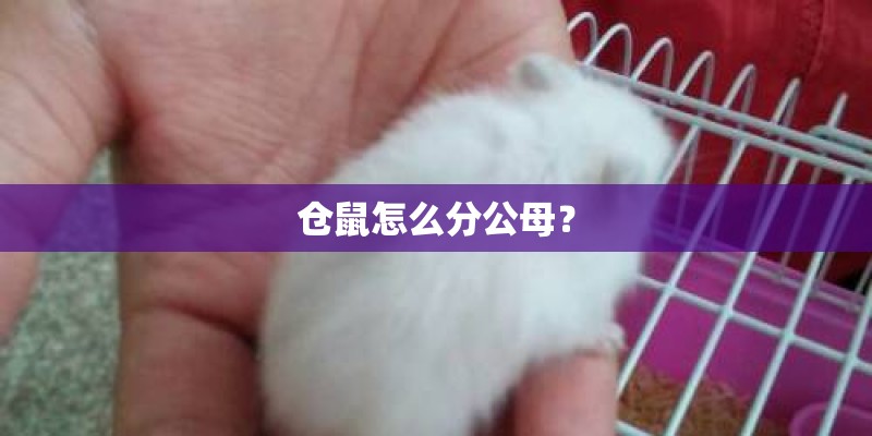 仓鼠怎么分公母？