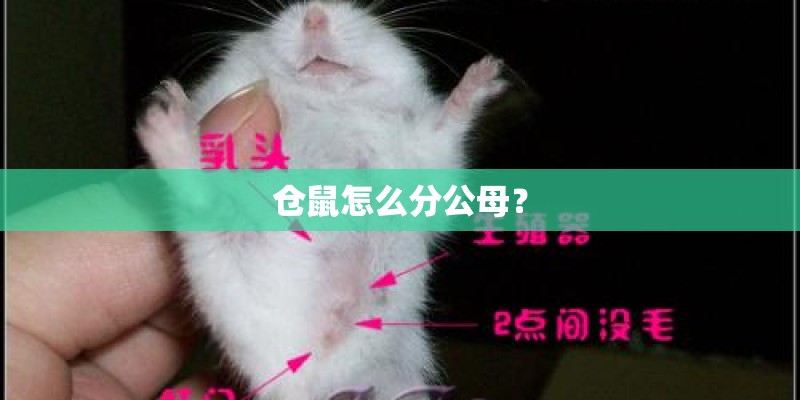 仓鼠怎么分公母？